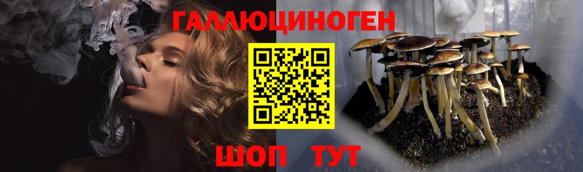 Галлюциногенные грибы Psilocybine cubensis  Вход с VPN  сколько стоит  Шали  Псилоцибиновые грибы Psilocybe 